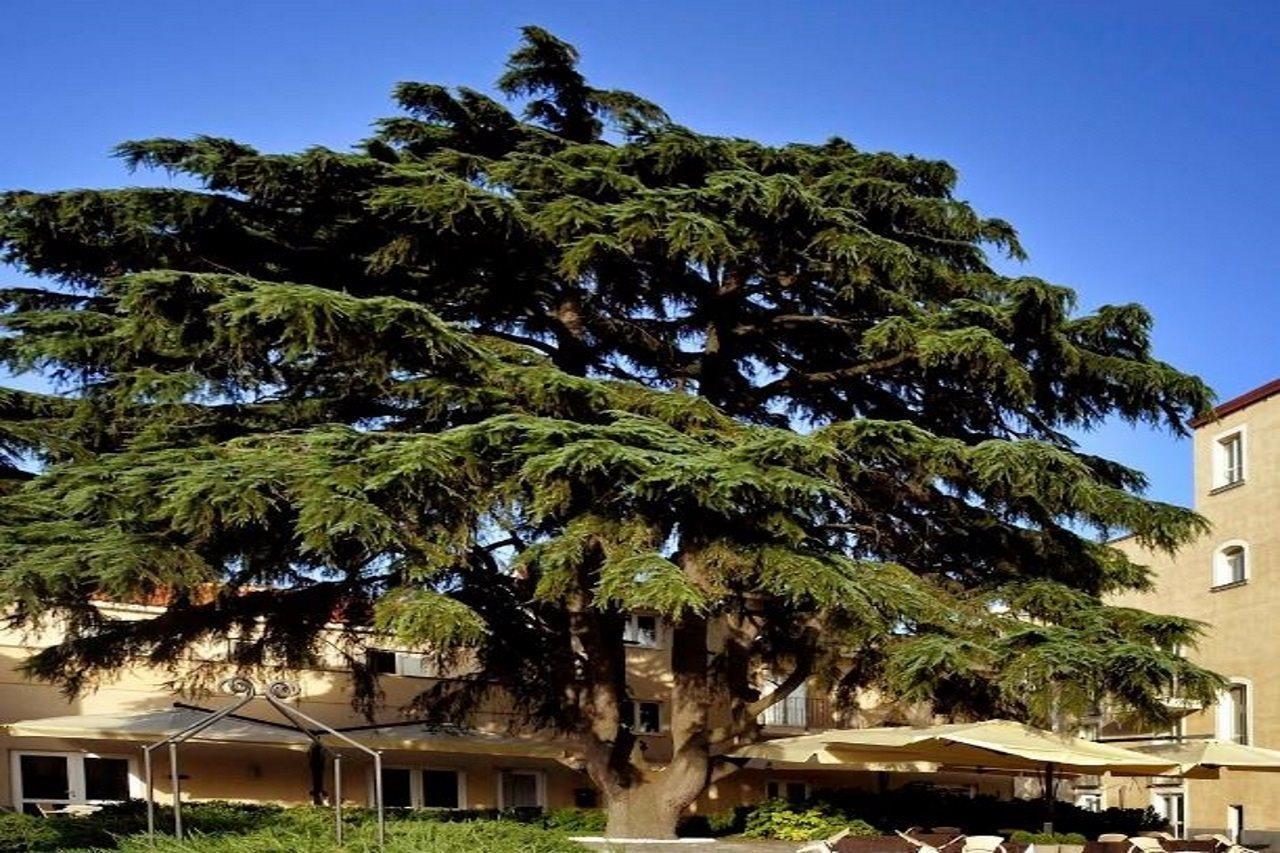 Relais Villa Buonanno Черкола Екстер'єр фото